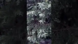 Pleasant Sounds of Summer Rain  #rain #summerrain #soundsofrain