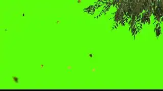 tree falling with plants green screen effect (chroma key)video.720p