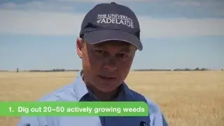 Bayer Quick Test for weed resistance