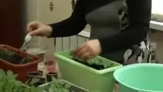 Protection of plants from diseases and pests. The production of seedlings based on OS.│Bashinkom