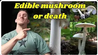 Is this the Edible version of the death cap