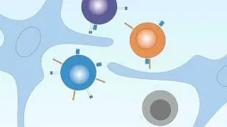 08 01 T Cell Development