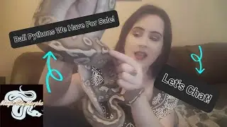 Ball Pythons for Sale! 🐍