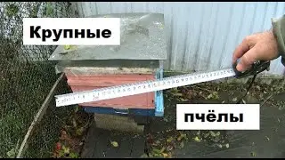 Зимовка пчёл на расширенных улочках