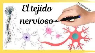 NERVOUS TISSUE