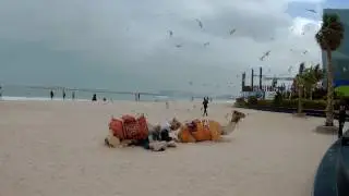 Windiness in Dubai in February