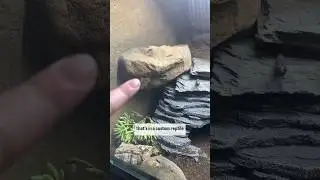 Is UVB Safe For Albino Leopard Geckos?
