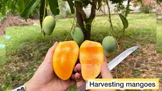 Harvesting ripe Mangoes 🥭 at hometown (Mangoes Season)