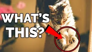 Why Do Cats Knead ? | Cat Kneading Explained !!