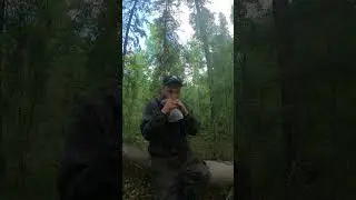 Успокоительное от комаров!  #выживалыч #дикаяприрода  #бушкрафт  #природа  #выживание