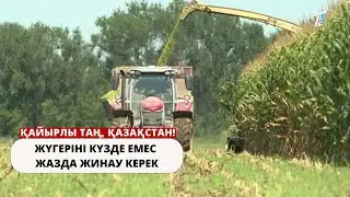 Жүгеріні күзде емес жазда жинау керек. Сүрлем деген не нәрсе?