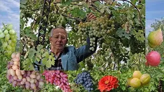 For beginners in wine growers. Grapes for summer houses 2017