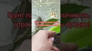 🌱При посадке черенка, достаточно утрести грунт в стаканчике, а не вколачивать "сваи"