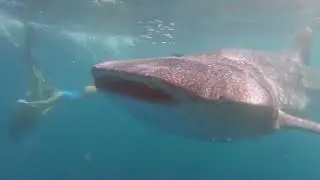 Discover Paradise: Unveiling the Hidden Gems of Ningaloo Reef