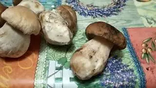 Гриби Миколи, початок жовтня 22, Озірщина
