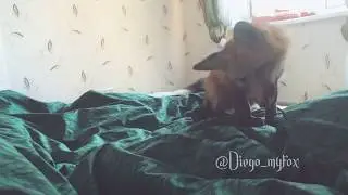 Лис Диего мышкует