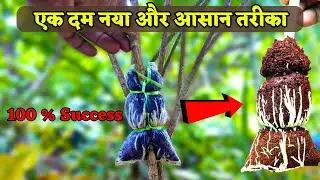AIR LAYERING RESULTS || NEW METHOD OF CLASSIC AIR LAYERING TO PROPAGATE PLANTS #viral #airlayering