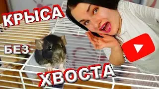 КРЫСА ОТКУСИЛА ХВОСТ или КРЫСА ПРИЩЕМИЛА ХВОСТ?
