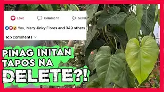 Na-trending at Pinag-awayan sa Facebook Ng Philodendron Enthusiasts ang plant ko!