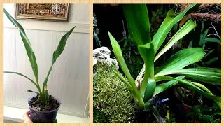 ZYGOPETALUM - transplant - a year later, results.