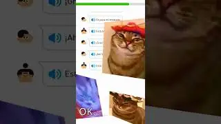 gatos esquecem os donos depois de 3 dias