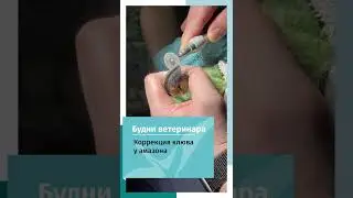 Коррекция клюва у попугая амазона