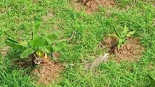 A COUPLE OF  RUSSELL'S VIPER BESIDE MY HOME🙄😲 #russell'sviper#venomous@LearnEnglishEasilyAKPathak