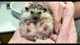 Bathing, Grooming, and Mating Hedgehogs: The Start of a New Story! ❤