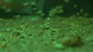 Feuermaulbuntbarsch (Thorichthys meeki) 30 Tage alt.