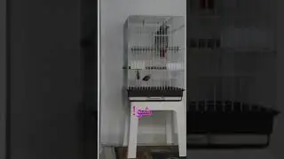 Smokey the talking parrot سموكي الببغاء المتكلم