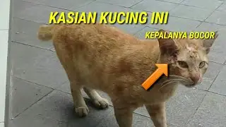 kasihan kucing oren ini