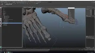 Гайд по ригу ноги в Maya