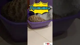 Прививки #meerkat #сурикотики #cat #шпротик