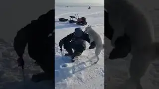 😂😂😂 ПОГЛАДИЛ СОБАКУ.