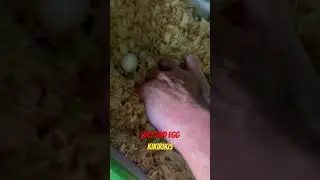 Lucy 2nd Egg! #chicken #freerangehens #hensfarm #backyardchickens #roostersandhens