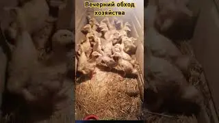 #жизньвдеревне #куры #утки #vlog #Kursk #Курск #живувдеревне #shorts