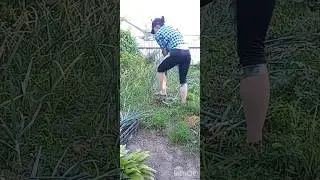 Перший врожай