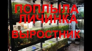 Поплыла личинка скалярии, выростник....