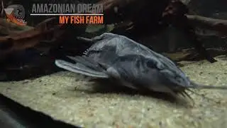 Мегалодорас ирвина, Megalodoras Uranoscopus (irwini). Описание, содержание и уход