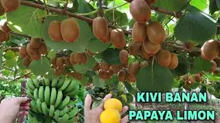 КИВИ КУЧАТЛАРИ ВА СИТРУС КУЧАТЛАР ☎️916203503 KIVI KO'CHATLARI VA SITRUS BANAN LIMON MANGO KO'CHATI