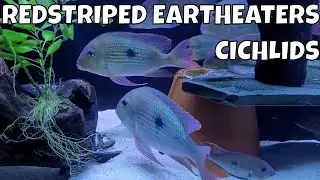 The Stunning Redstriped Eartheater Cichlid - A Must-Have for Your Aquarium