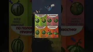 Как выбирать арбуз