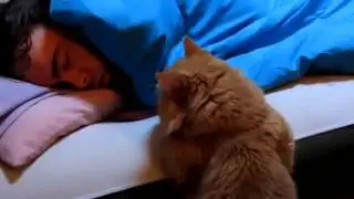 Супер прикол!! Кот будильник!!