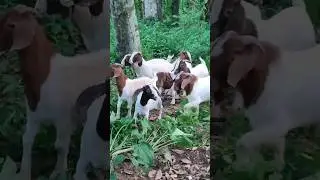 Boer Goat ✓ The Goat Master Farm ✓ Mawanalla ✓ 100% Boer Breed In Srilanka