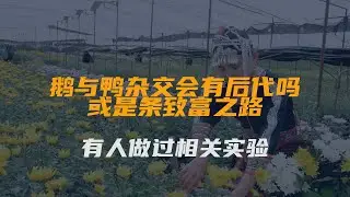 鹅与鸭杂交会有后代吗？或是条致富之路，有人做过相关实验