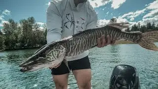 Tiger Muskie Caught while Fishing for Bass - The fish of 10,000 Casts - Lake Tapps Washington State
