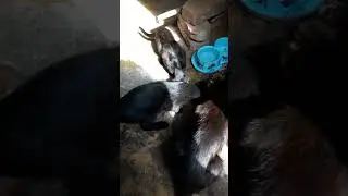 котэ мал мала меньше