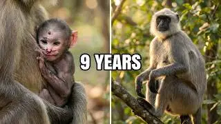 Injured Newborn Baby Langur monkey