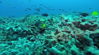 Potter's Angelfish
