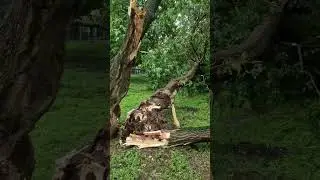 Ураган валит деревья 